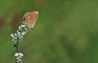 okgzl Esmer (Aricia agestis)