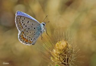 okgzl Mavi (Polyommatus icarus)