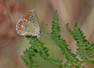 okgzl Mavi (Polyommatus icarus)