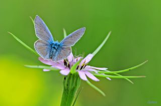 okgzl Mavi (Polyommatus icarus)