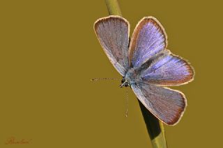 Karagz Mavisi (Glaucopsyche alexis)