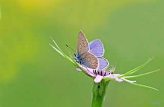 okgzl Mavi (Polyommatus icarus)