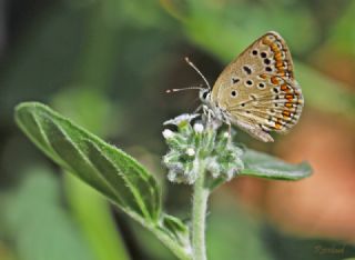 okgzl Mavi (Polyommatus icarus)