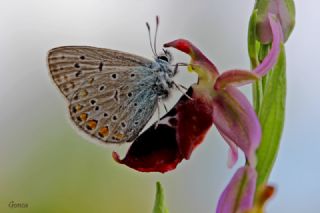 okgzl Mavi (Polyommatus icarus)