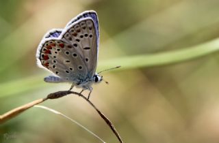 okgzl Mavi (Polyommatus icarus)