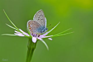 okgzl Mavi (Polyommatus icarus)