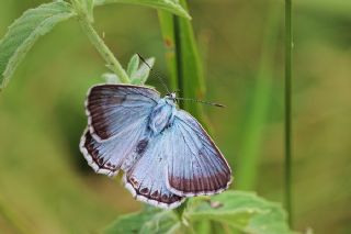 okgzl illimavi (Polyommatus coridon)