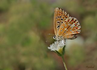 okgzl Gk Mavisi (Polyommatus bellargus)