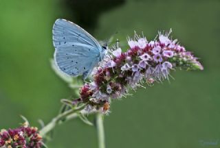 Kutsal Mavi (Celastrina argiolus)