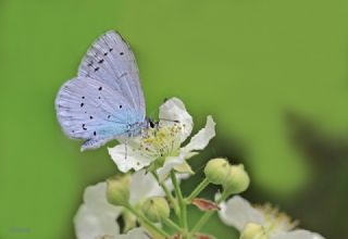 Kutsal Mavi (Celastrina argiolus)