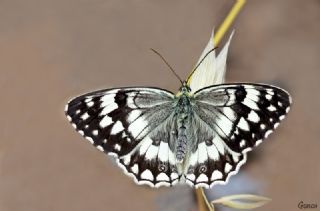 Anadolu Melikesi (Melanargia larissa)