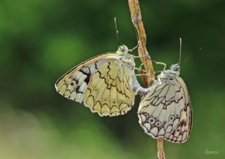 Anadolu Melikesi (Melanargia larissa)