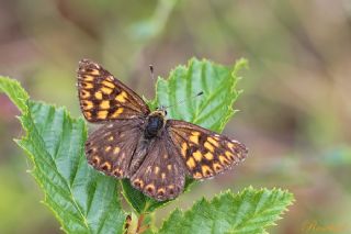 ncili Kelebek (Hamearis lucina)