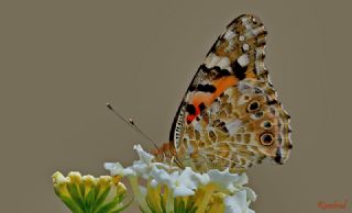 Diken Kelebei (Vanessa cardui)