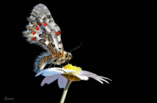 Orman Fistosu (Allancastria  cerisyi)
