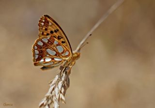 spanyol Kraliesi (Issoria lathonia)