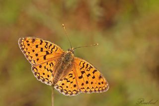 Niyobe (Fabriciana niobe)