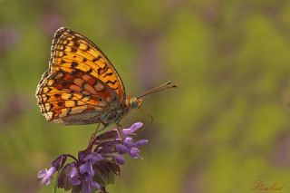 Niyobe (Fabriciana niobe)