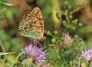 Gzel nci (Argynnis aglaja)