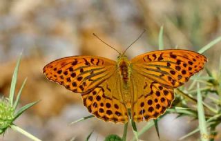 Cengaver (Argynnis paphia)