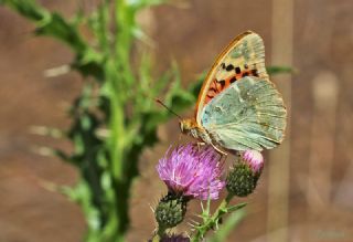 Bahadr (Argynnis pandora)