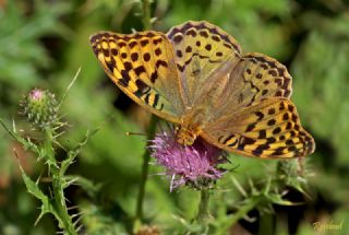 Bahadr (Argynnis pandora)