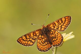 Nazuum (Euphydryas aurinia)