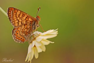 Nazuum (Euphydryas aurinia)