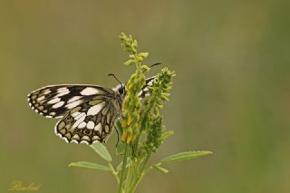 Orman Melikesi (Melanargia galathea)