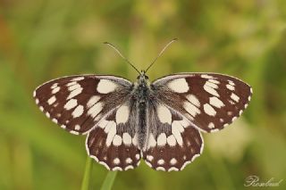 Orman Melikesi (Melanargia galathea)