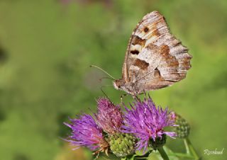 Cad (Chazara briseis)