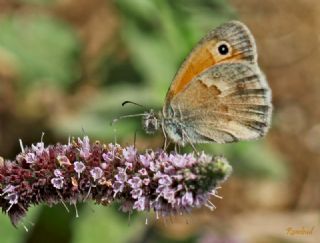 Kk Zpzp Perisi (Coenonympha pamphilus)