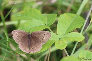 Halkack (Aphantopus hyperantus)