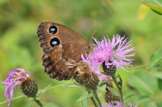 Kara Hayalet (Minois dryas)