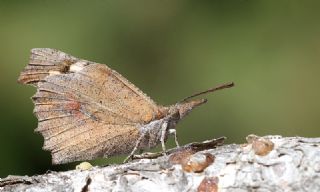 itlembik Kelebei (Libythea celtis)