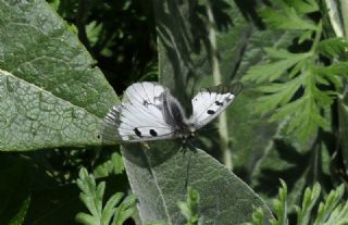 Dumanl Apollo (Parnassius mnemosyne)