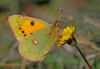 Sar Azamet (Colias croceus)