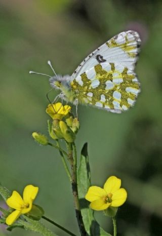 Da Oykls (Euchloe ausonia)