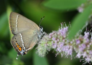 Gzel Sevbeni (Satyrium spini)