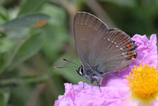 Byk Sevbeni (Satyrium ilicis)