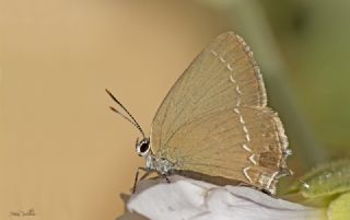 Mavi Benekli Sevbeni (Satyrium zabni)