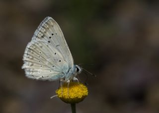 okgzl Dafnis (Polyommatus daphnis)
