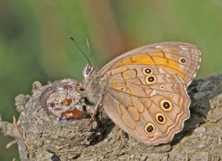 Aa Esmeri (Kirinia roxelana)