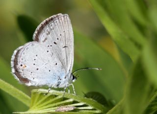Fransz Everesi (Cupido alcetas)