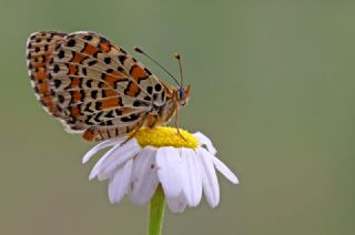 Gzel parhan (Melitaea trivia)