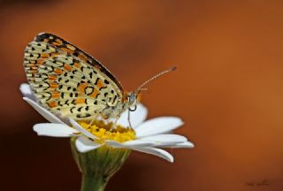 Gzel parhan (Melitaea syriaca)