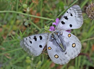 Apollo (Parnassius apollo)