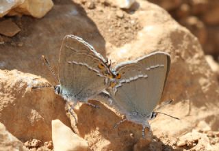 Sevbeni (Satyrium abdominalis)