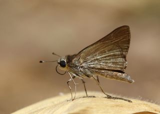 Cce Zpzp (Gegenes pumilio)