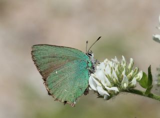 Zmrt (Callophrys rubi)